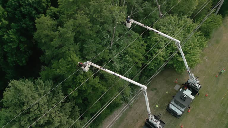 Best Hazardous Tree Removal  in Oxnard, CA