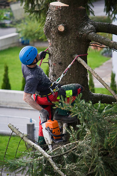 Best Stump Grinding and Removal  in Oxnard, CA