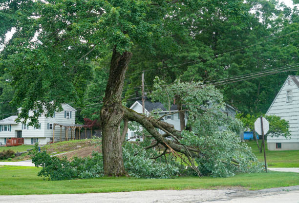 Best Commercial Tree Services  in Oxnard, CA