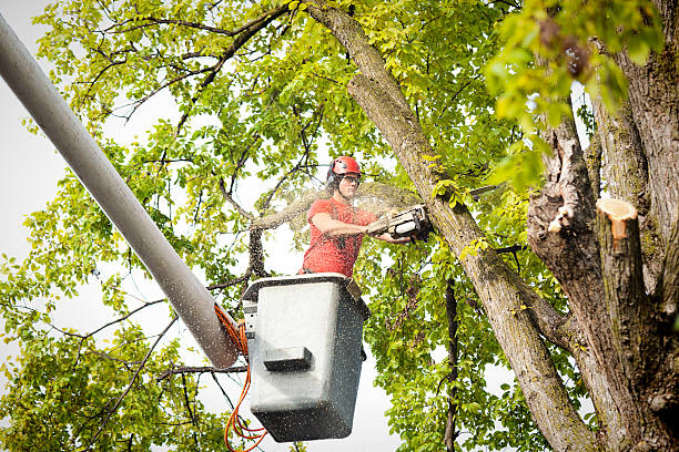 Professional  Tree Services in Oxnard, CA